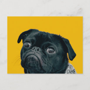 Cartão Postal cão amarelo