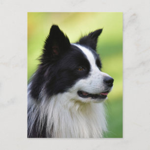 Cartão Postal Cão Border Collie Preto e Branco