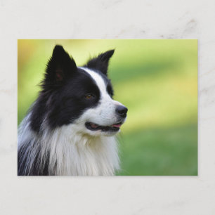 Cartão Postal Cão Border Collie Preto e Branco