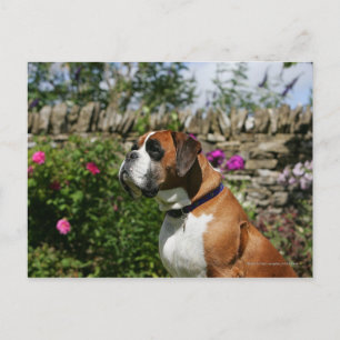 Cartão Postal Cão Boxer nas Flores