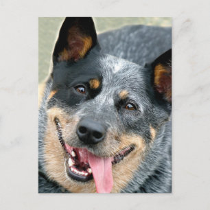Cartão Postal Cão Boyero Australiano
