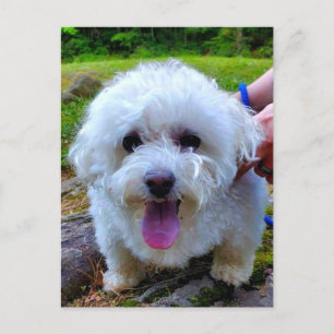 Cartão Postal Cão Branco