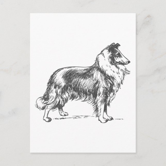 Cartão Postal Cão Collie (Frente)