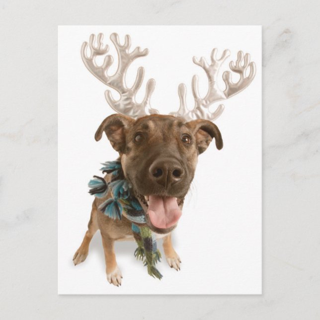 Cartão Postal Cão com galhadas (Frente)