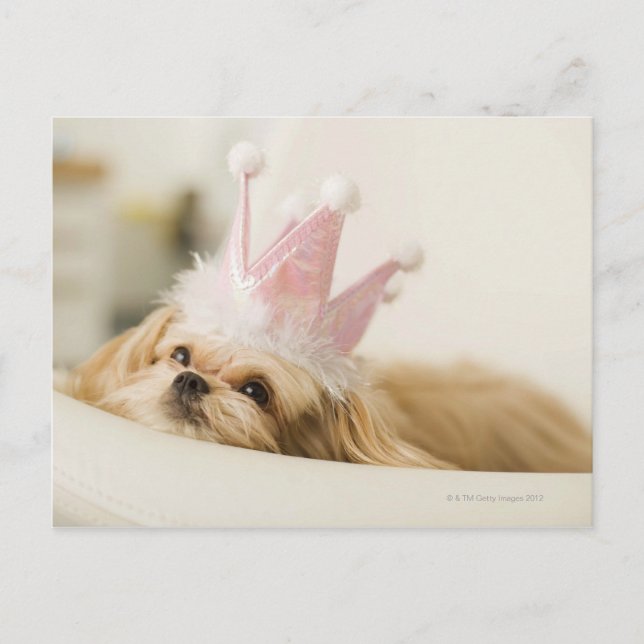 Cartão Postal Cão com uma coroa (Frente)