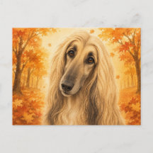 Cão da Floresta de Outono Afghan Hound