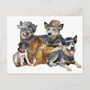 Cartão Postal Cão de Bovinos Australiano