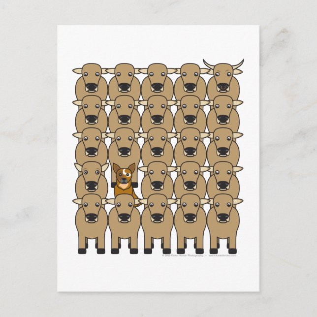 Cartão Postal Cão de Bovinos Australiano na Peste (Frente)