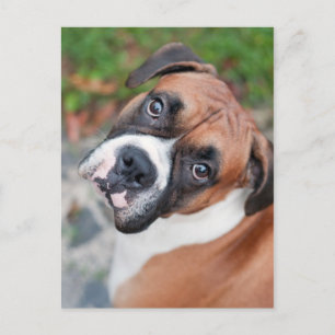 Cartão Postal Cão-de-boxe bonito