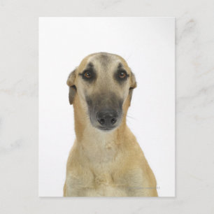Cartão Postal Cão de Branco 41