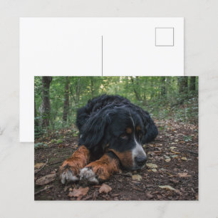 Cartão Postal cão-de-montanha bernês em floresta