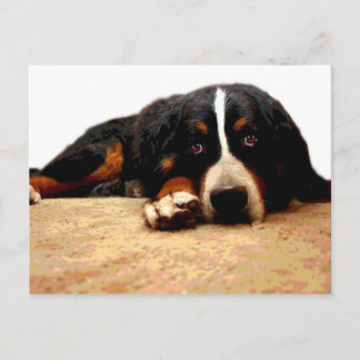 Cartão Postal Cão de montanha de Bernese maduro