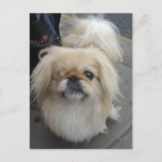 Cartão Postal cão de olhos