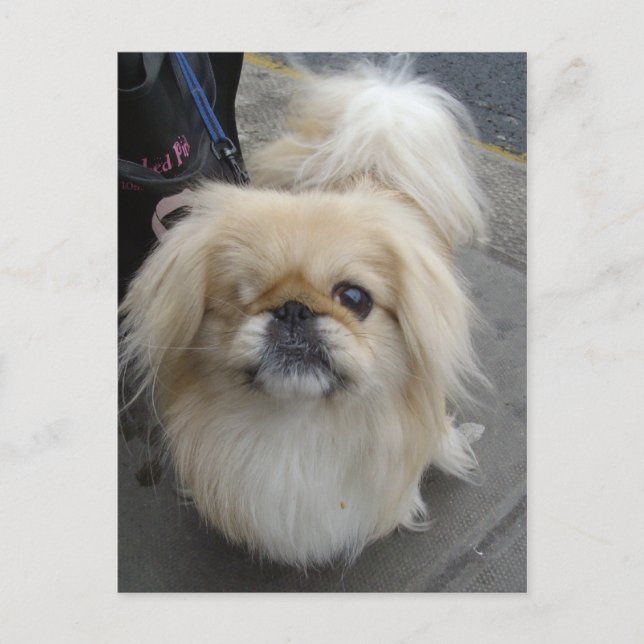 Cartão Postal cão de olhos (Frente)