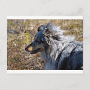 Cartão Postal Cão de Ovelha de Shetland Merle Azul