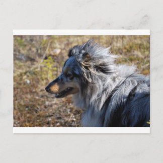 Cartão Postal Cão de Ovelha de Shetland Merle Azul