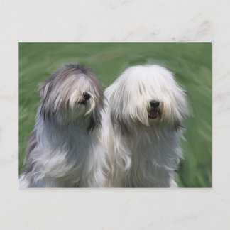Cartão Postal Cão de ovelha polonês da zona baixa