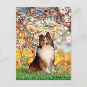 Cartão Postal Cão de Pastoreio de Shetland 1 - Primavera