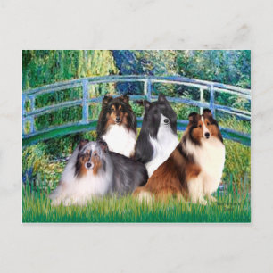 Cartão Postal Cão de Pastoreio de Shetland (quatro) - Ponte