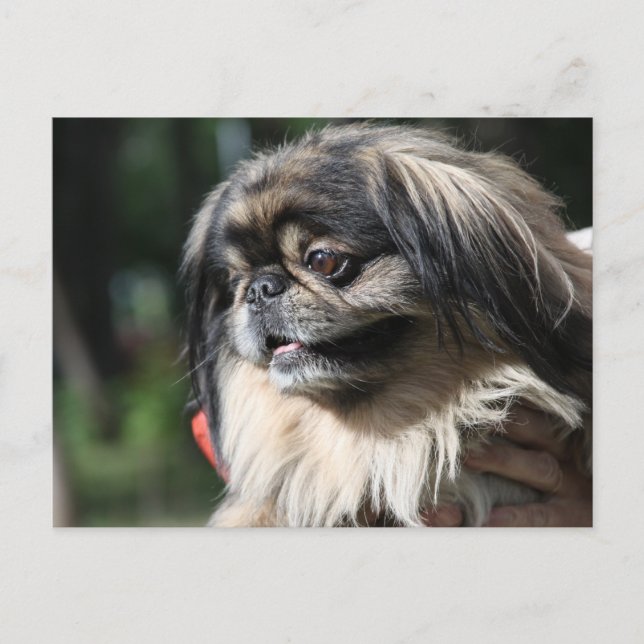 Cartão Postal Cão de Pekingese (Frente)