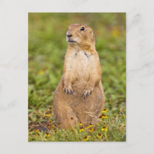 Cartão Postal Cão-de-pradaria-de-cauda-preta Cynomys