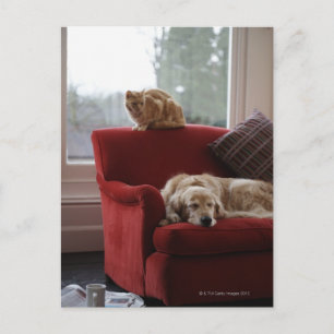Cartão Postal cão de recuperação de ouros com gato de mesa gengi