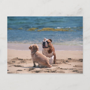 Cartão Postal Cão de Sandy Beach