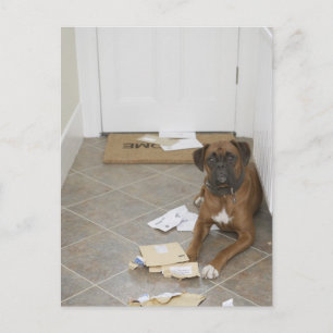 Cartão Postal Cão deitado junto ao tapete de porta e correio mas