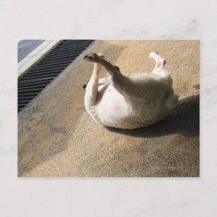 Cartão Postal Cão deitado no chão