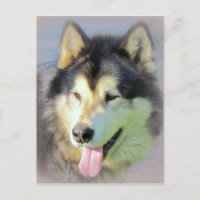 Cão do Malamute do Alasca