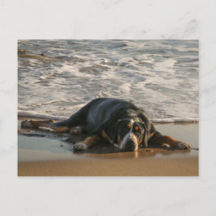 Cartão Postal Cão-foca