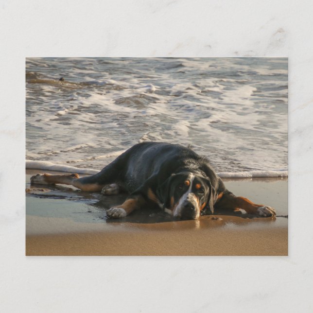 Cartão Postal Cão-foca (Frente)