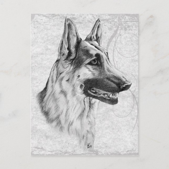 Cartão Postal Cão german shepherd (Frente)