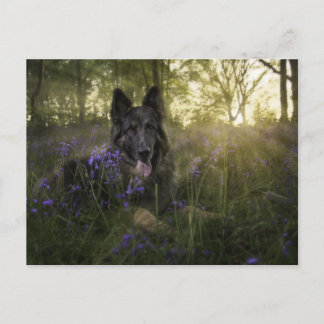 Cartão Postal cão german shepherd ao tempo de pulverização