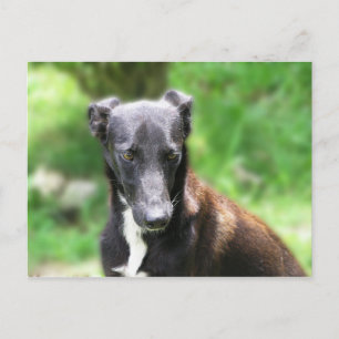 Cartão Postal Cão Greyhound preto e branco