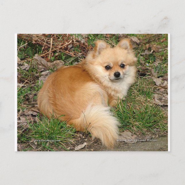 Cartão Postal Cão Kleinspitz Alemão (Frente)