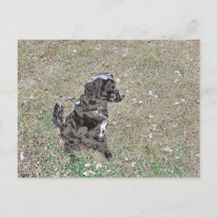 Cartão Postal Cão Labrador Preto Observa