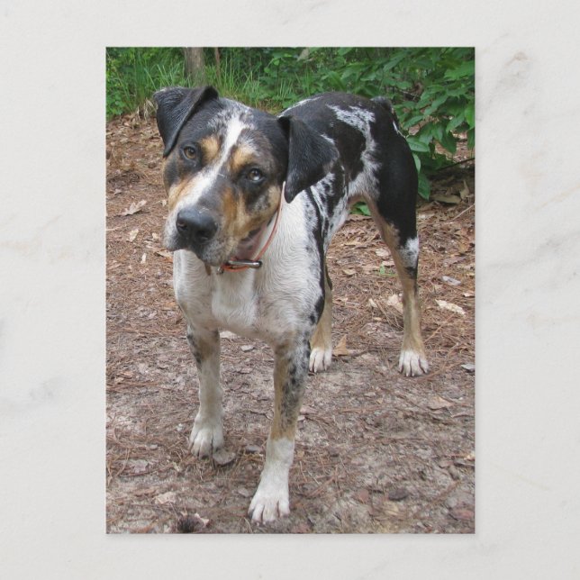 Cartão Postal Cão Leopardo da Louisiana (Frente)