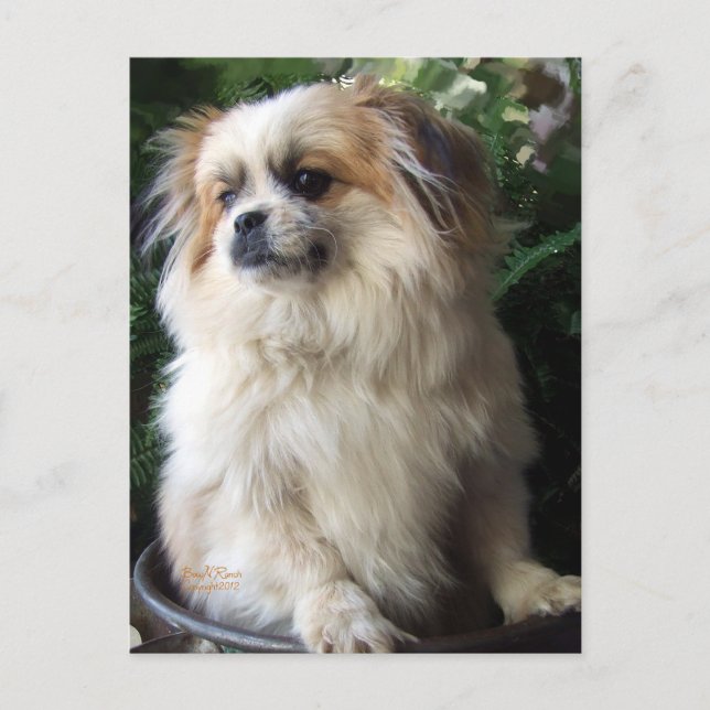 Cartão Postal Cão longo adorável do salvamento do cabelo (Frente)