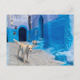 Cartão Postal Cão na Cidade Azul