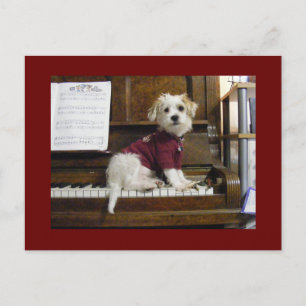 Cartão Postal Cão no piano