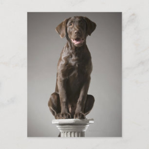 Cartão Postal cão num pedestal