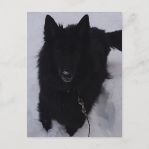 Cartão Postal Cão Pastor Belga Negro na Neve