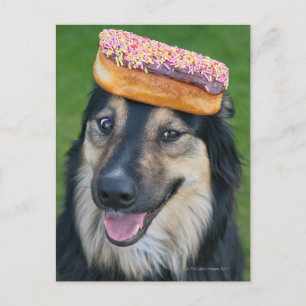 Cartão Postal Cão pastor de raça mista com donut na cabeça