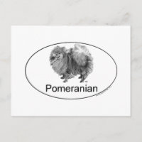 Cão Pomerânia Eruo