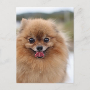 Cartão Postal Cão Pomerano Retrato