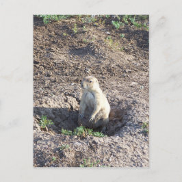 Cartão Postal cão prairie, vida selvagem, criatura fofa, Wichita