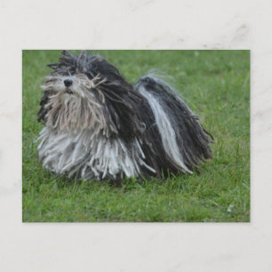 Cartão Postal Cão Puli Adorável
