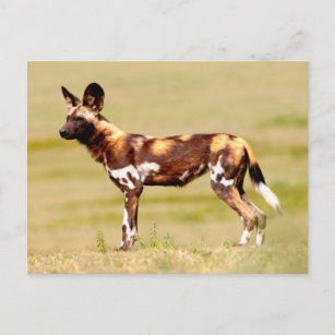 Cartão Postal Cão selvagem africano (Lycaon Pictus) em pé