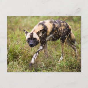 Cartão Postal Cão selvagem africano (Lycaon Pictus), Jogo Madik